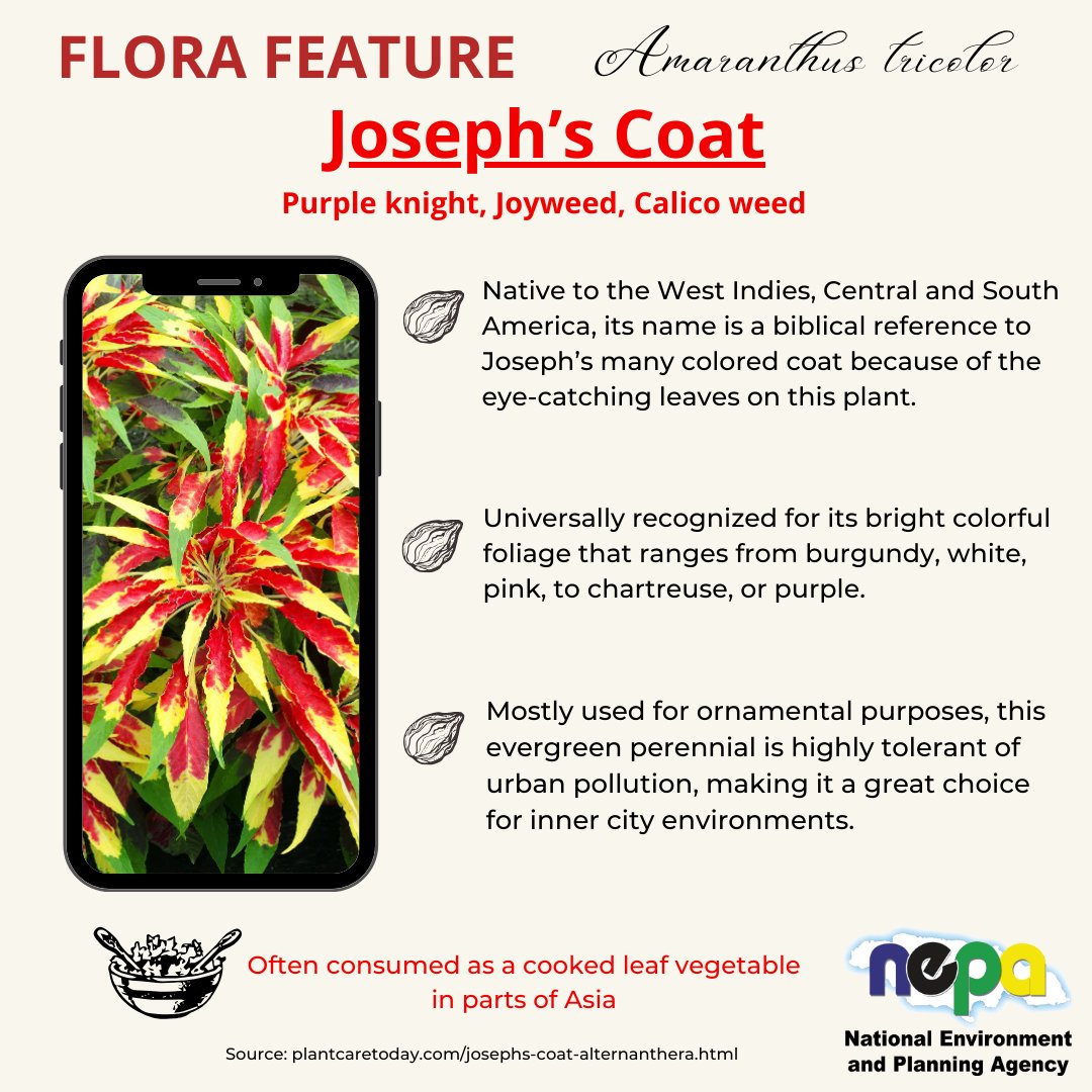nepajamaica's tweet photo. Do you want to give your yard an eye-catching accent? This month's #FloraFeature comes in many colours. What's your favorite colour combination? https://t.co/qgc84sDQ90