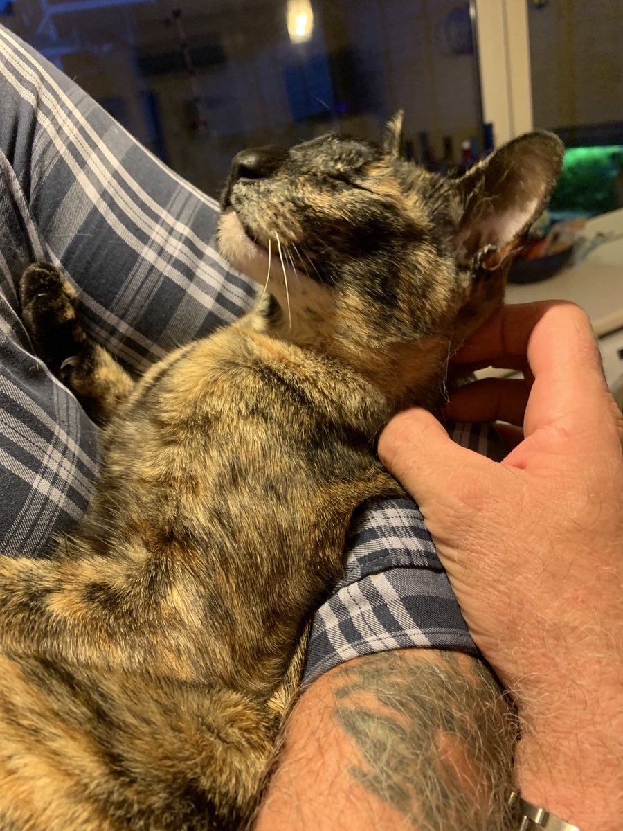 Happy in my arms 😺.