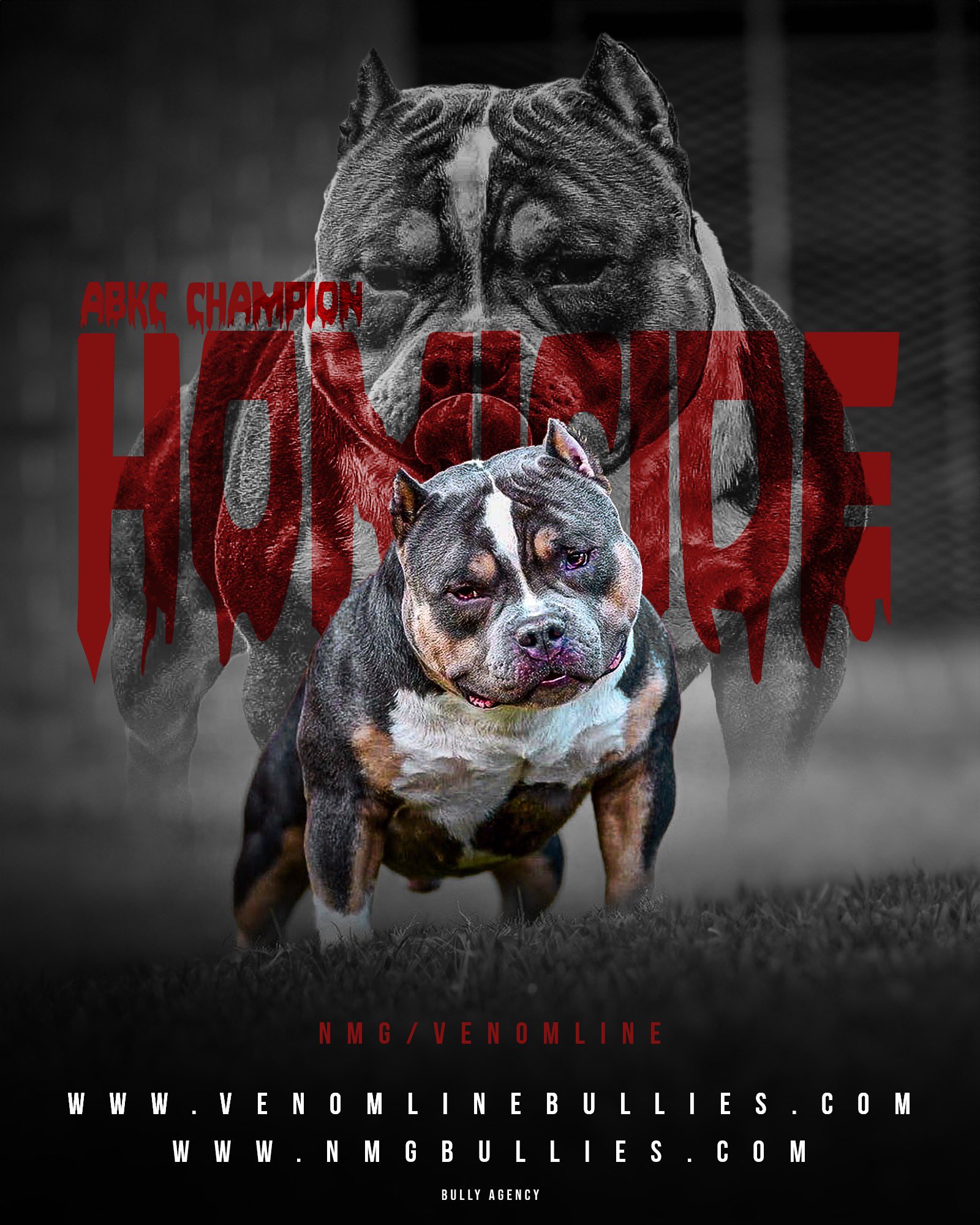 Chocolate & Lilac Pocket Bully Pups From The #1 Bloodline — Venomline in  2023