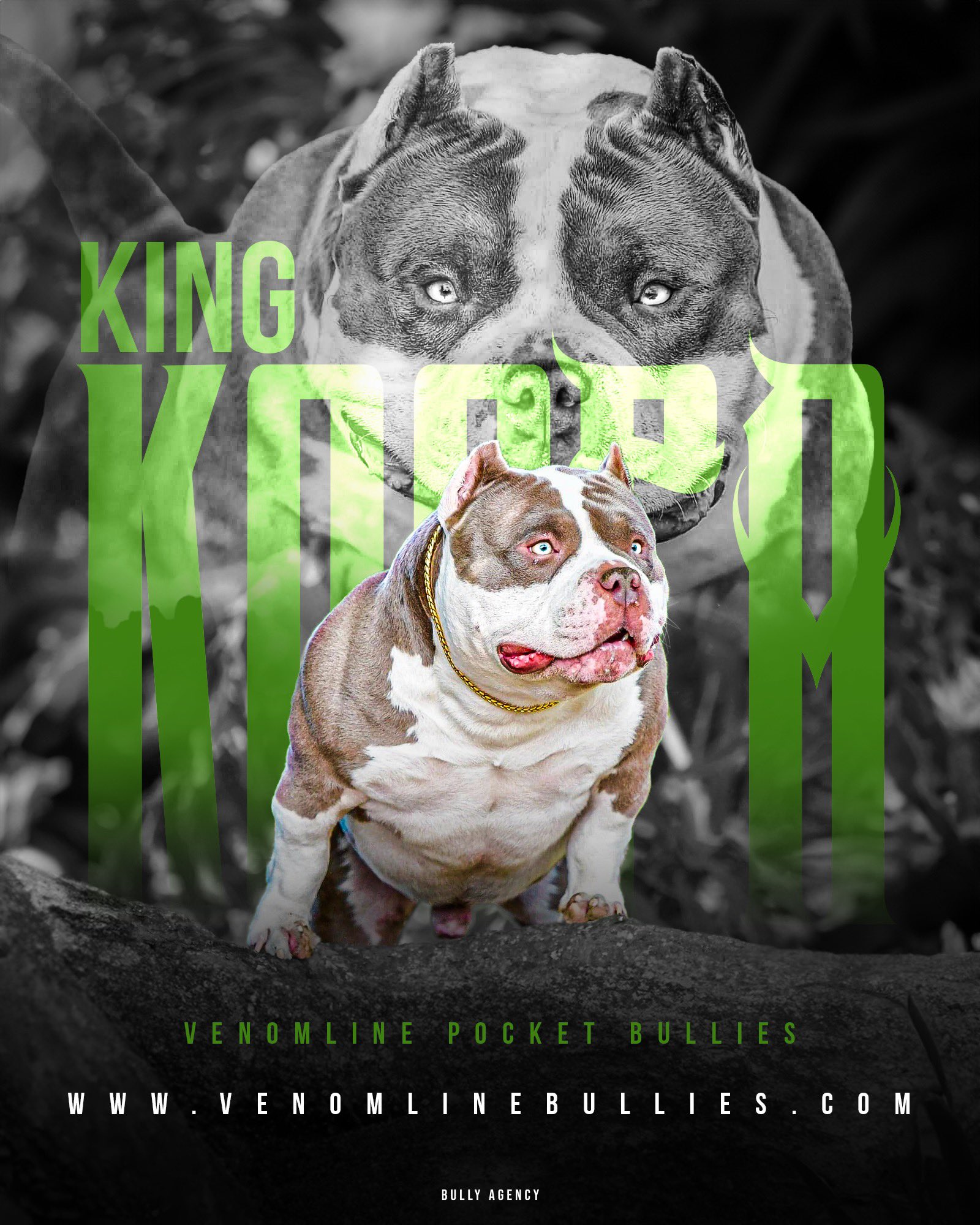 BEST POCKET BULLY STUD, BLOODLINE, LOUIS V LINE'S VENOM