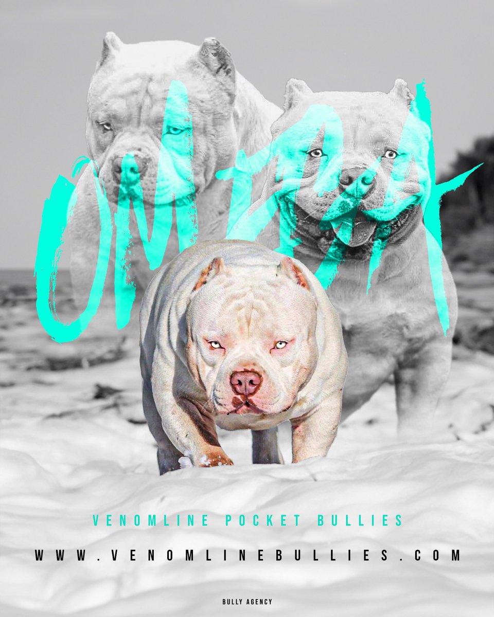 Chocolate & Lilac Pocket Bully Pups From The #1 Bloodline — Venomline in  2023