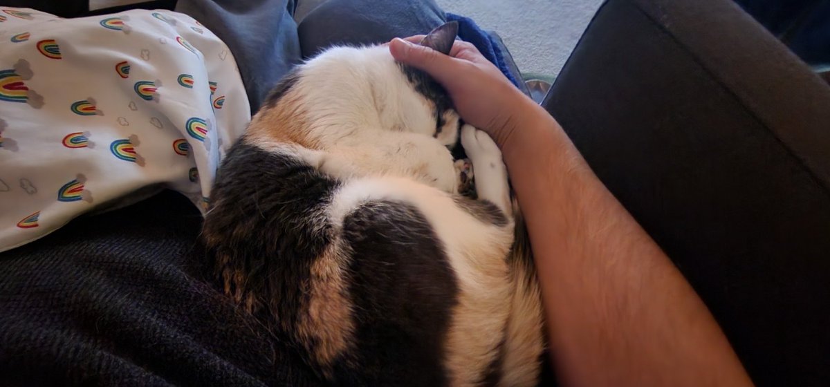 Gekatron's tweet photo. When you have a newborn but your cat also wants to be the baby. #CatsOfTwitter https://t.co/8ybdi38vMv
