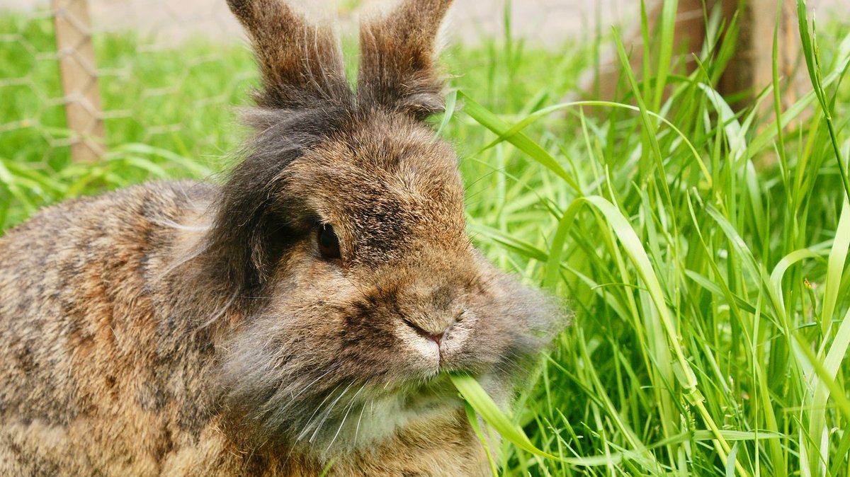 Naturewatch_org's tweet photo. 2/2: Rescue centres are overrun with #rabbits.
If you, or someone you know, is thinking of adding one to your family, please visit a shelter. ⚠️ Don't give your money to a #GreedBreeder.
🐰🐱🐶 Read more about companion animal breeding:
https://t.co/AMF97cOr6y
#GreedBreeding https://t.co/lDqgZe7H97