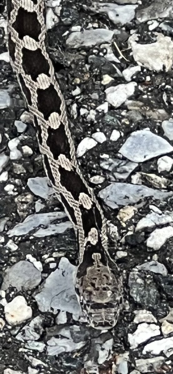 Anyone know what kind of snake this is?