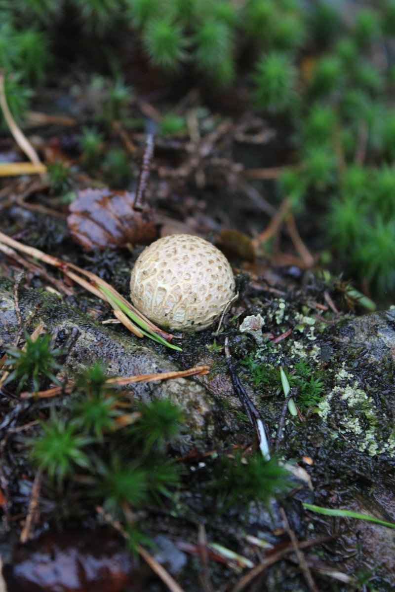 LocalBirdingNI's tweet photo. Some interesting Fungi found at Montalto Estate today at the @UlsterWildlife AGM &amp; Member Day. #fungi #ulsterwildlife @NIWildlife https://t.co/L7gTajVJLu