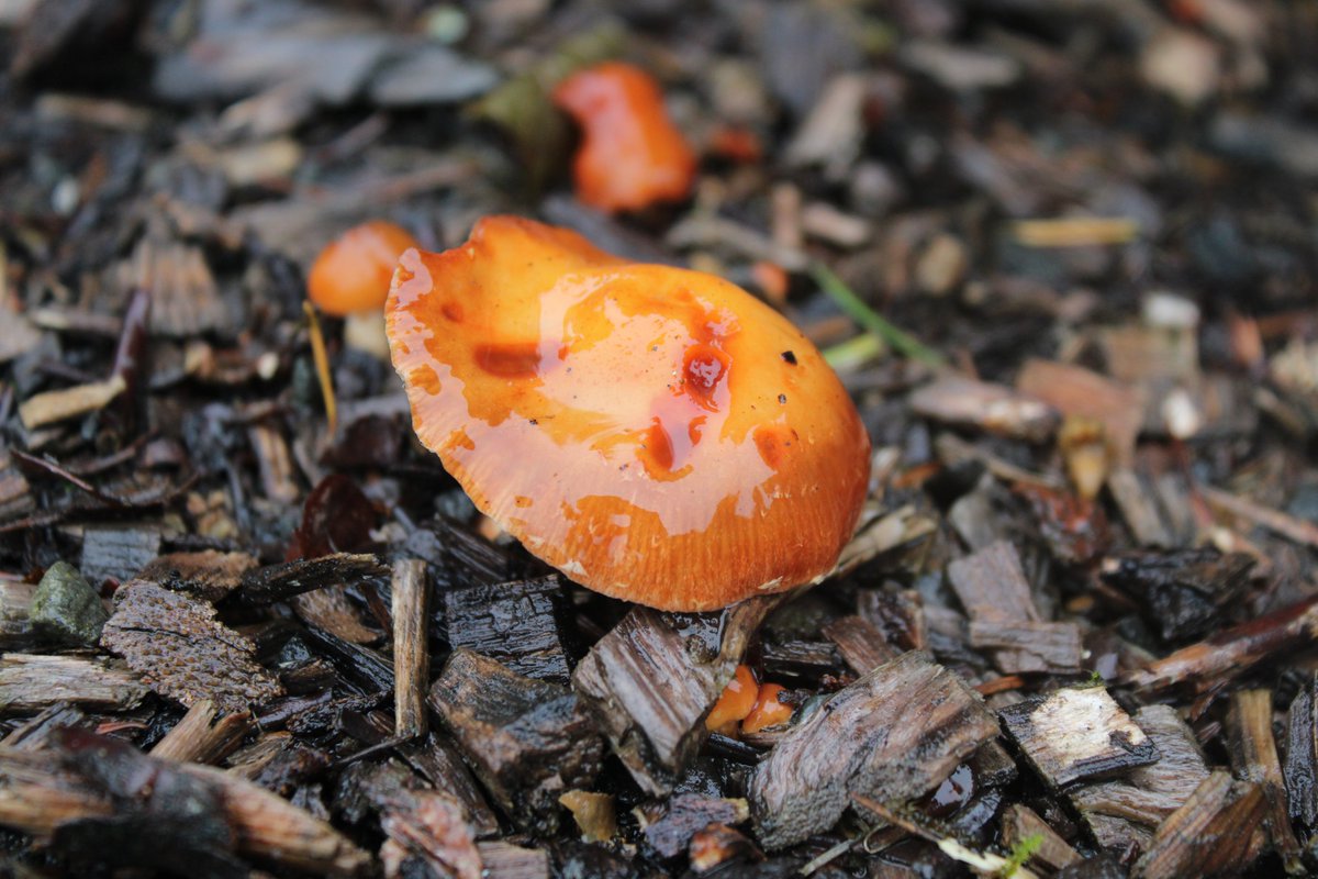 LocalBirdingNI's tweet photo. Some interesting Fungi found at Montalto Estate today at the @UlsterWildlife AGM &amp; Member Day. #fungi #ulsterwildlife @NIWildlife https://t.co/L7gTajVJLu