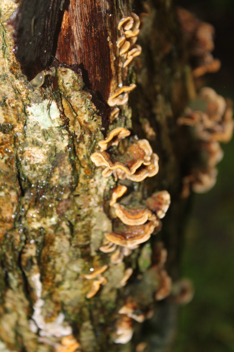 LocalBirdingNI's tweet photo. Some interesting Fungi found at Montalto Estate today at the @UlsterWildlife AGM &amp; Member Day. #fungi #ulsterwildlife @NIWildlife https://t.co/L7gTajVJLu