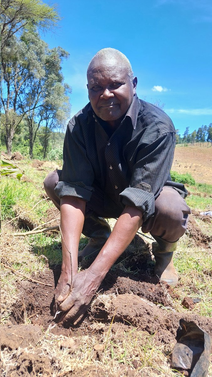 🌿 Harnessing the wisdom of our elders! @sirma_musa, let's gather these knowledgeable men at the green library corner and document how our grandfathers preserved indigenous trees. Their insights hold the key to a greener future. 🌳👴📚 #EldersWisdom #GreenFuture