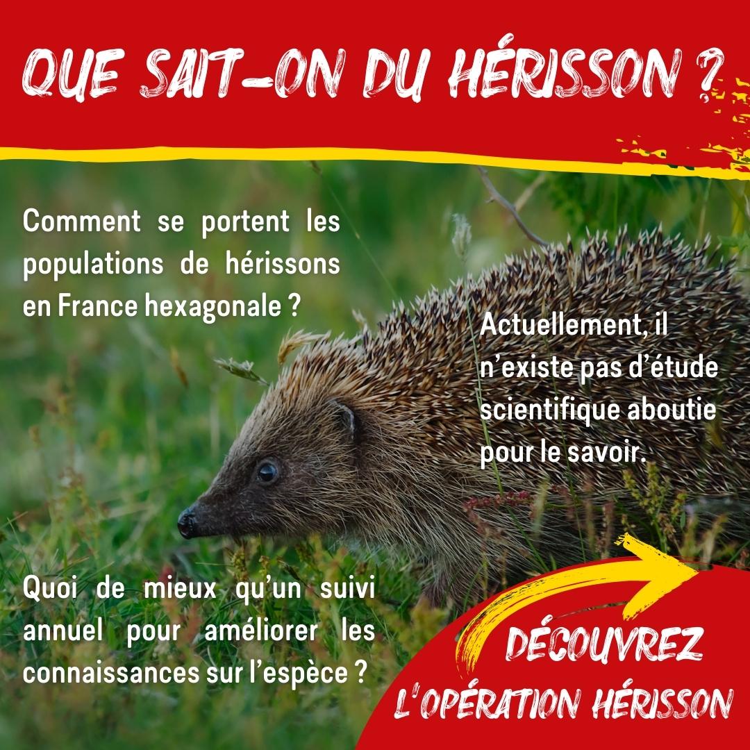 FNEasso's tweet image. #OpérationHérisson
🦔 Seul mammifère à piquants de France hexagonale et #espèceprotégée : tout le monde connaît le #hérisson, mais que sait-on réellement de lui ? 🤔 #biodiversité
1/3
