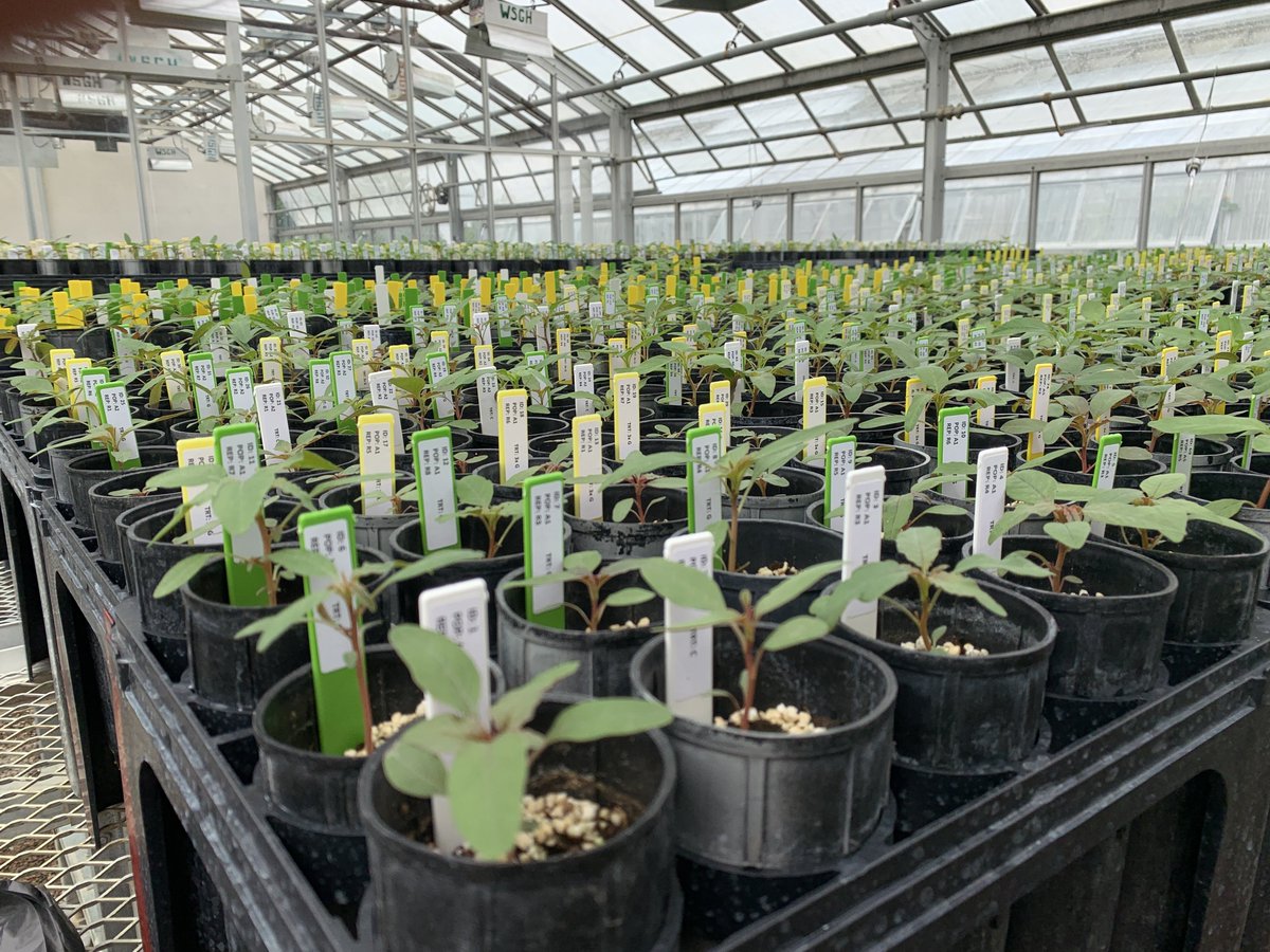 2023 Wisconsin #Waterhemp Herbicide Resistance Screening Project - Send in Wisconsin Waterhemp Seeds for Free Herbicide Resistance Screening!

Check #WiscWeeds blog post for complete information: wiscweeds.info/posts/2023wate…