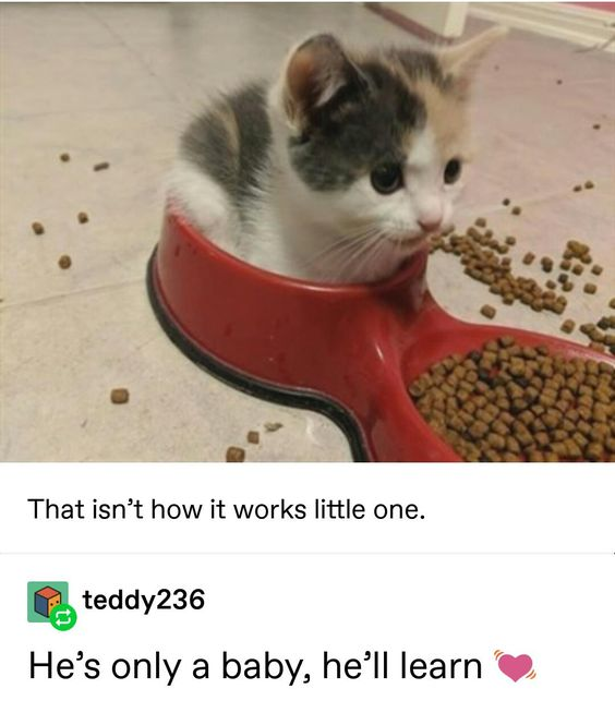 ShowYourCat's tweet photo. https://t.co/nScQMPrIQk