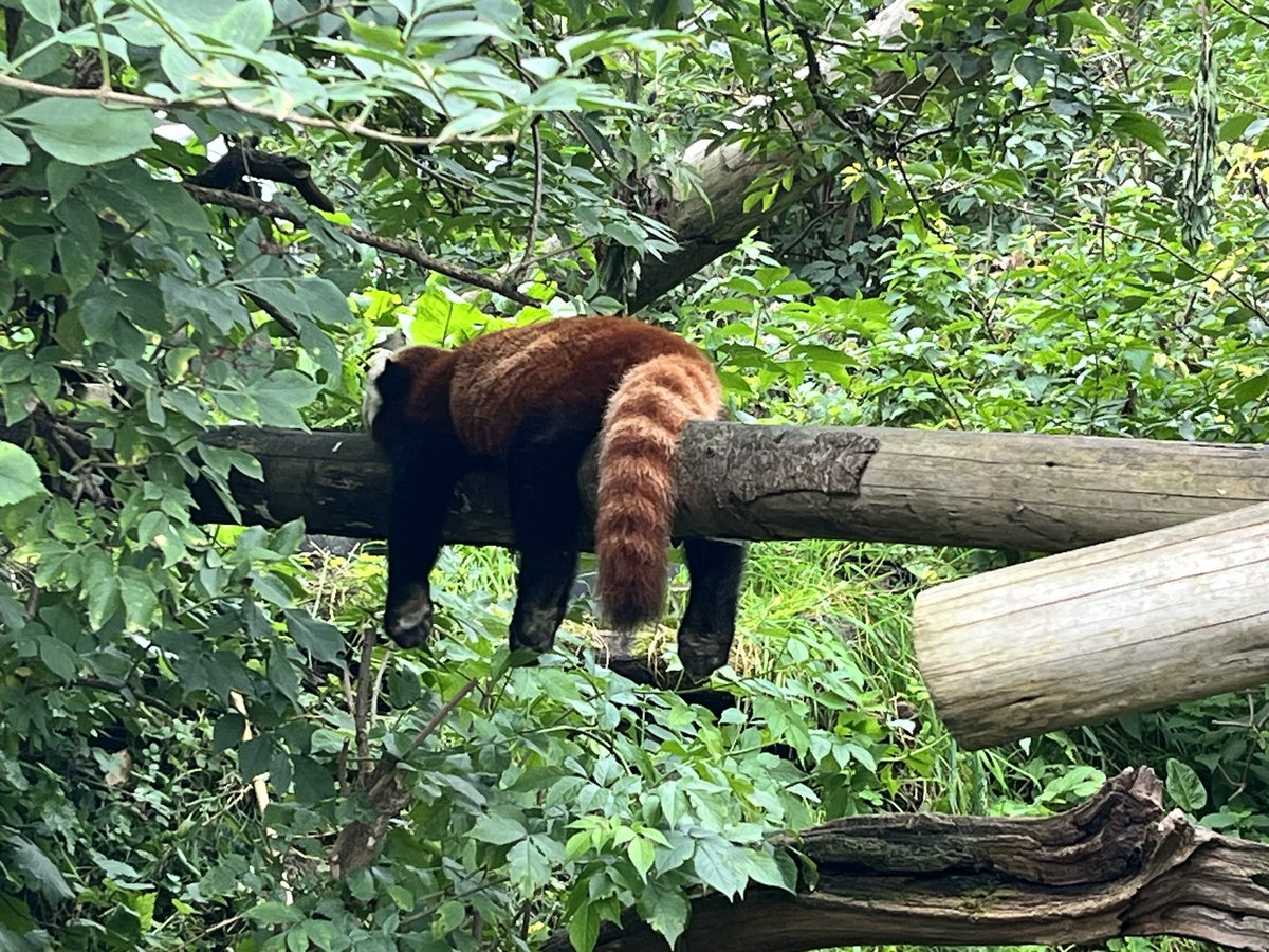 Mrs__N85's tweet photo. Loved going to @Longleat today. When I saw the red panda, I thought this was how I felt on Friday at the end of the school day 😂
#KindredSpirits
#teachersoftwitter https://t.co/g5Ay1RQ6yO