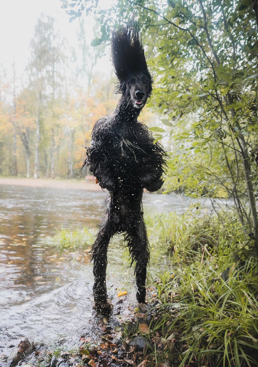 KuikkaSalla's tweet photo. Sometimes reality is WAY weirder and funnier that any AI generated stuff could possibly be. 

And yes, this is real. https://t.co/agIg07xXmC