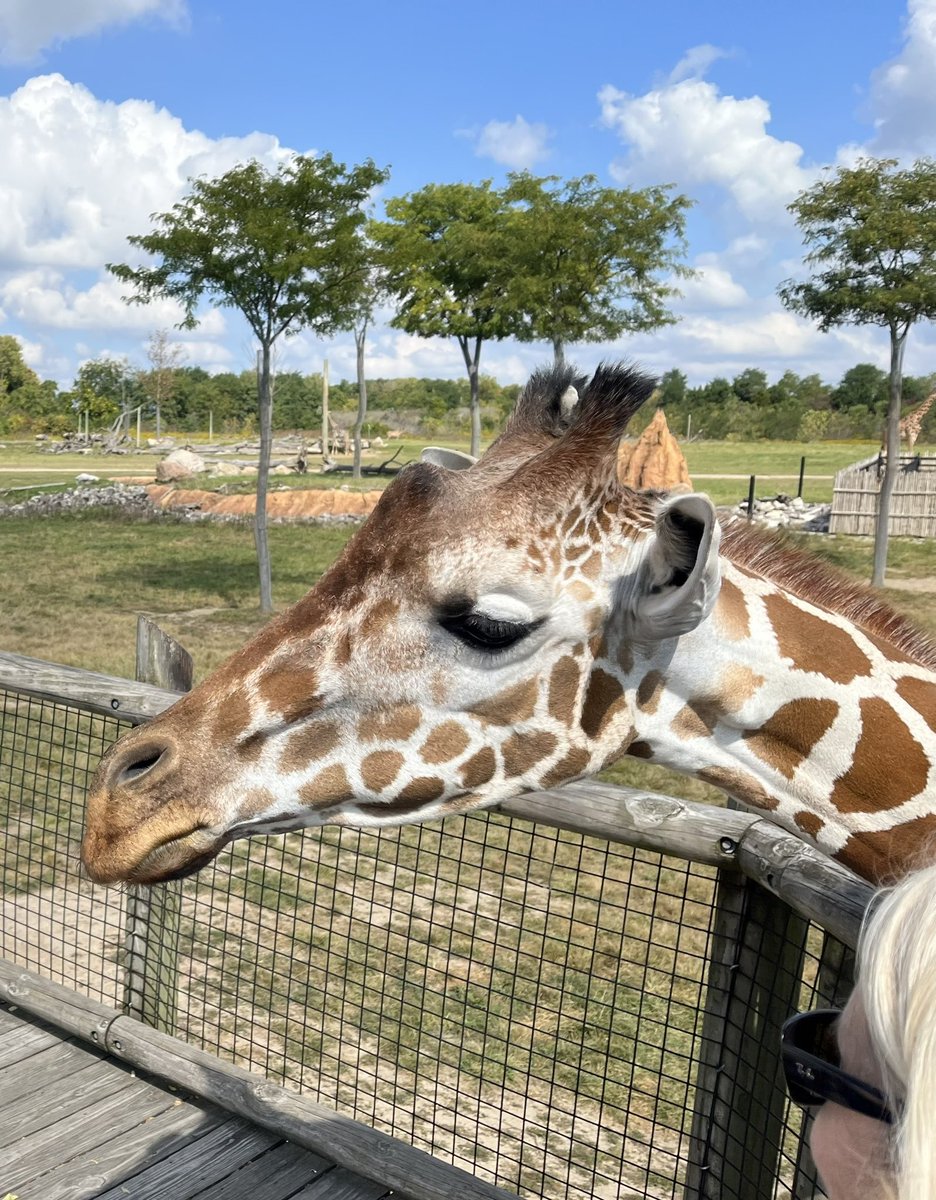 StoiaLu's tweet photo. Boo-tiful Fall day for a walk-about with family @ColumbusZoo 🍁🎃
#OperationExplore https://t.co/30WUi1pVf5