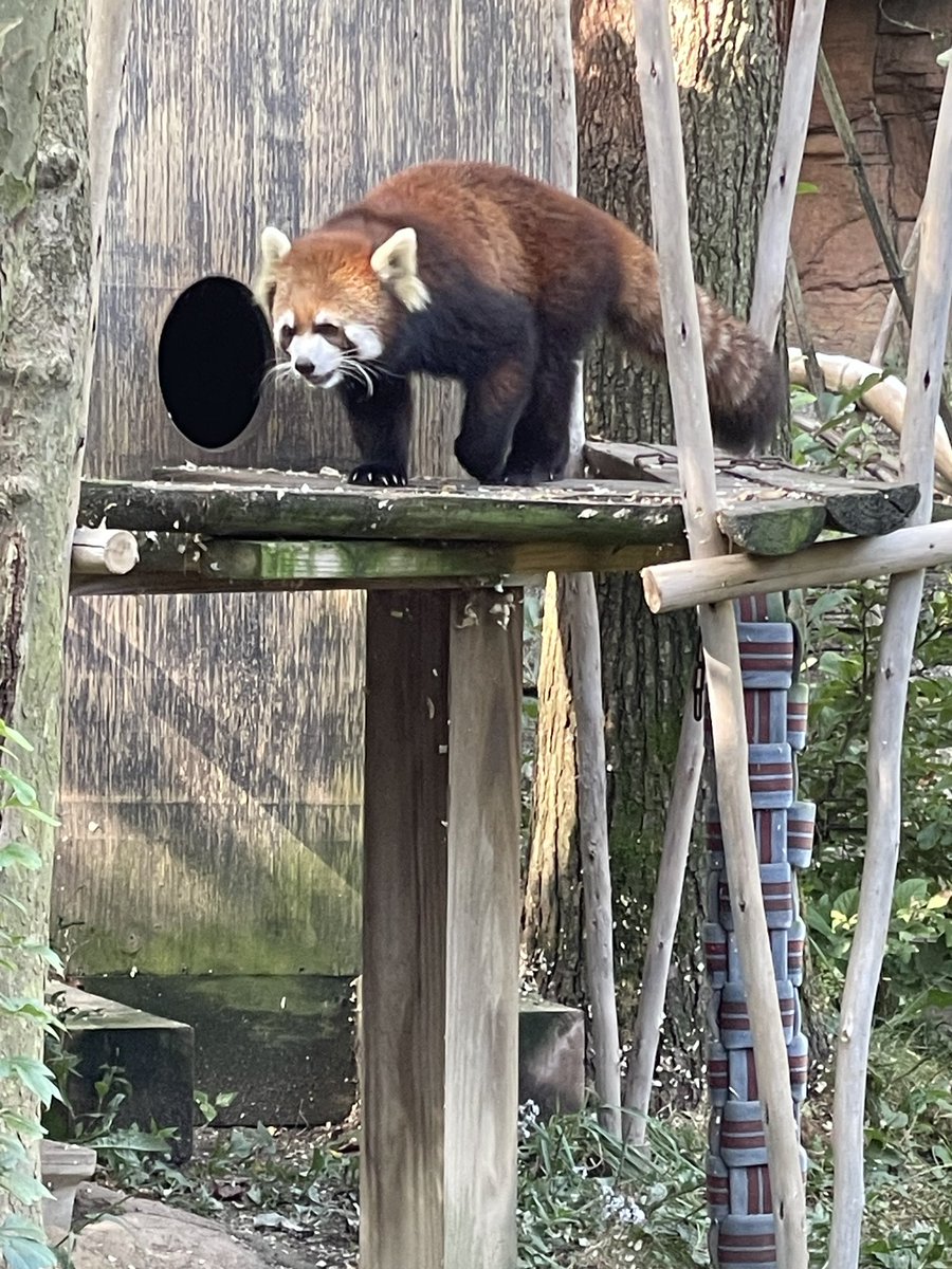 StoiaLu's tweet photo. Boo-tiful Fall day for a walk-about with family @ColumbusZoo 🍁🎃
#OperationExplore https://t.co/30WUi1pVf5