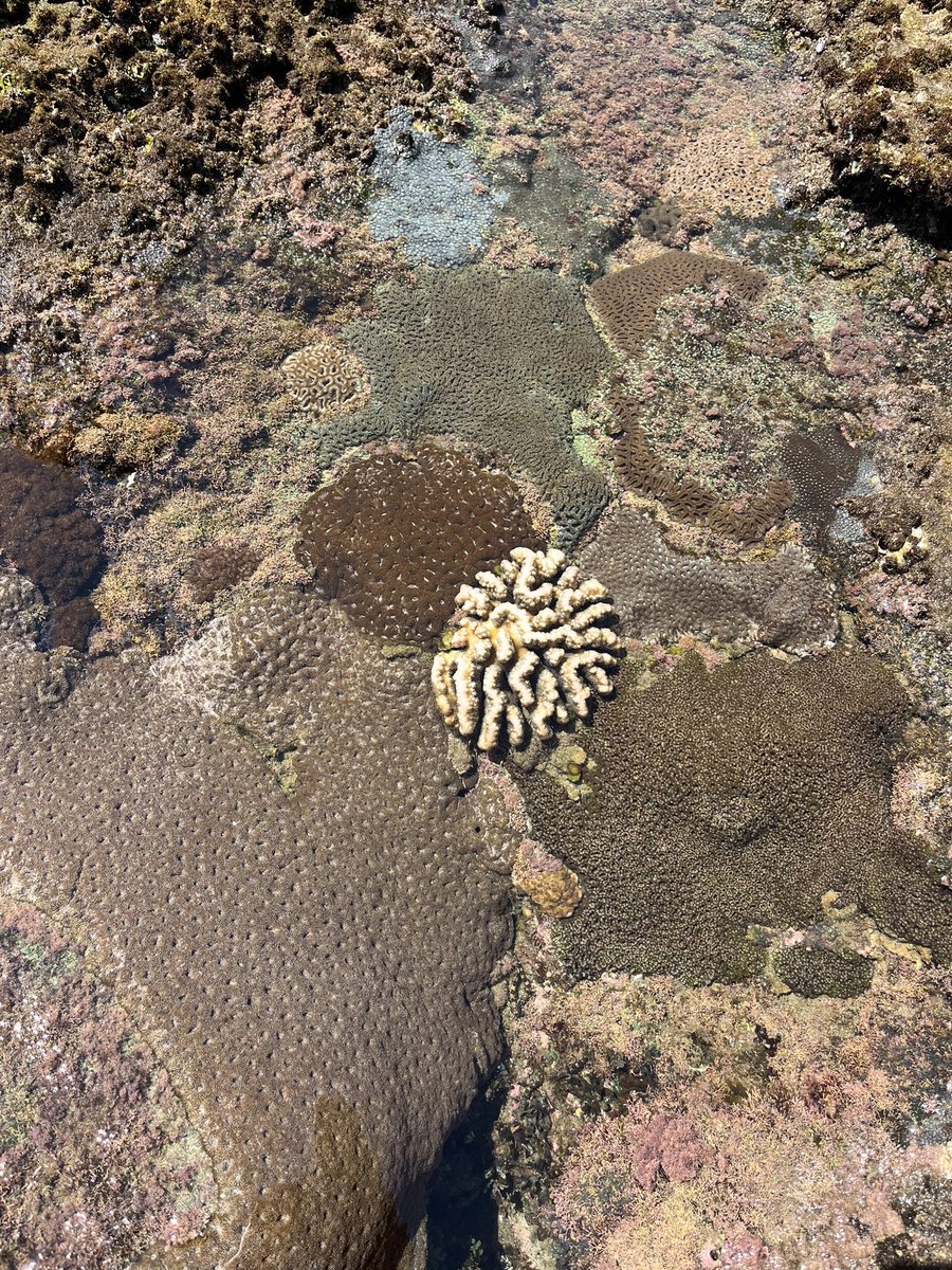 Louise_Firth_IE's tweet photo. @benthicecol @MBERC_PlymUni @PlymUni @nicola_foster @Thalia_Melina Day 5 - Round robin activities on the shore at #MissionRocks. @nicola_foster teaching about #Cnidarians. Mini coral reefs in pools πͺΈπ ππ€©. Christmas tree worms π²πͺ± https://t.co/kBw3VwjKvu