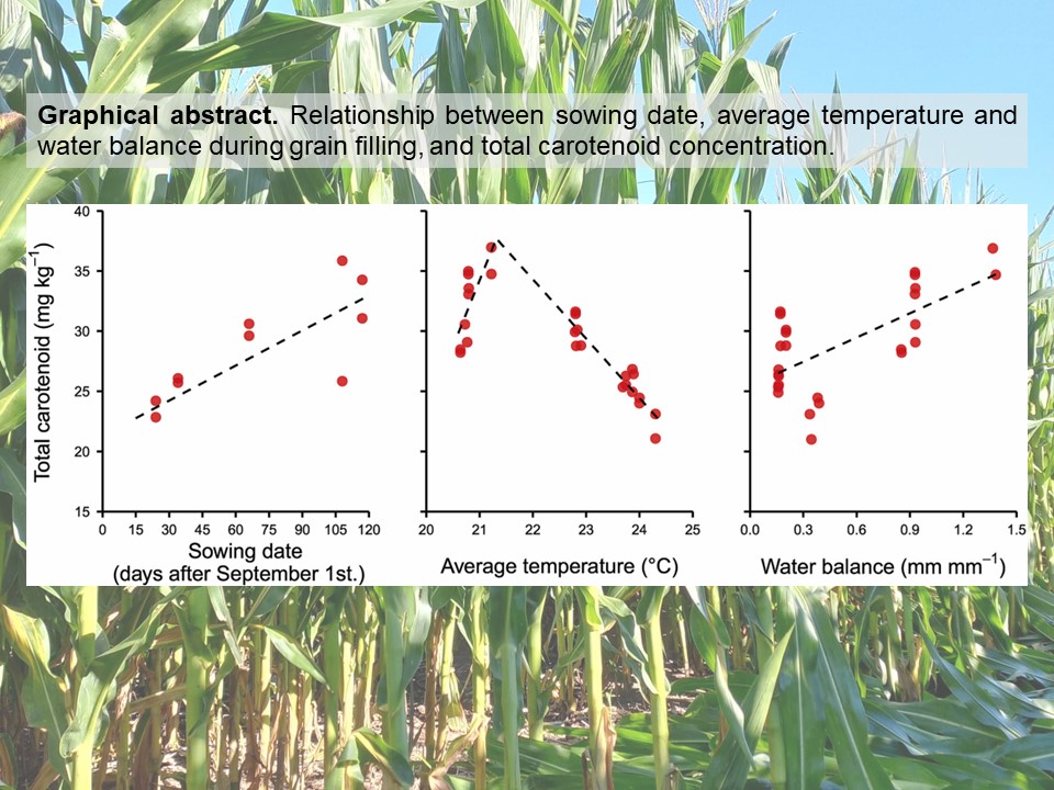 Maize grain carotenoid levels can be enhanced through crop management options. 🌽

Download our new paper for free until November 17:
authors.elsevier.com/a/1hqpb2co8i0k…

<a href="/OficialGimuce/">GIMUCE</a> <a href="/CONICETDialoga/">CONICET Dialoga</a> <a href="/PituBorras/">Lucas Borras</a> <a href="/GambinBrenda/">Brenda Laura Gambin</a> <a href="/GonParra/">Gonzalo Parra</a> Jose Gerde