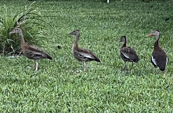 Black-Bellied Whistling Ducks! #socute https://t.co/vxIWZsOHHw<a href="/tag/socute"class="tags">#socute</a>