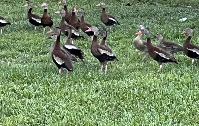 Black-Bellied Whistling Ducks! #socute https://t.co/vxIWZsOHHw<a href="/tag/socute"class="tags">#socute</a>