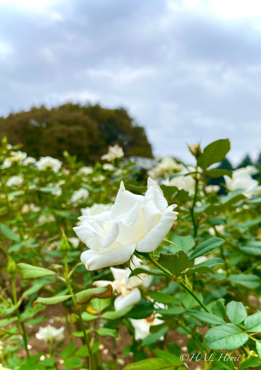 White roses in autumn🍂🤍
#nature #flower 
#NaturePhotograhpy