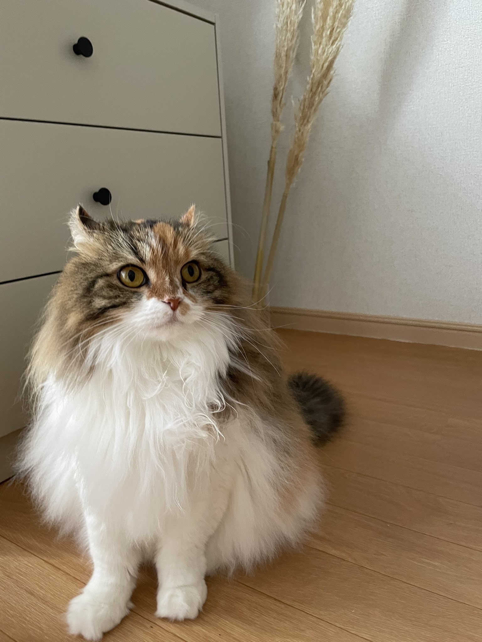 きなこ アメリカンカールの三毛猫 (@kinakomochi0105) / X