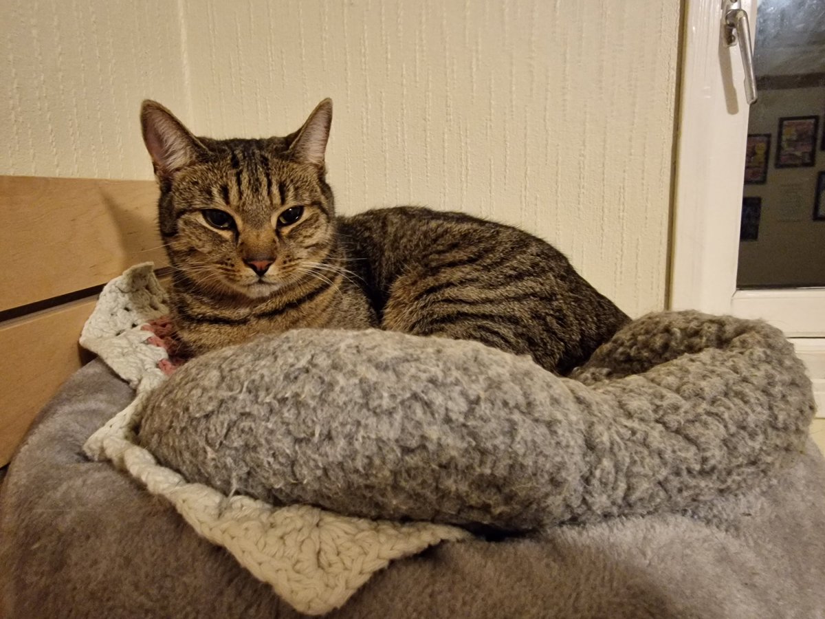 Our two newest rescued cats that arrived at saturday, - the bìg and fluffy male Hannibal and the youngster female Kaylie. They are two beauties that we have to find new homes to. 😻💖🐾