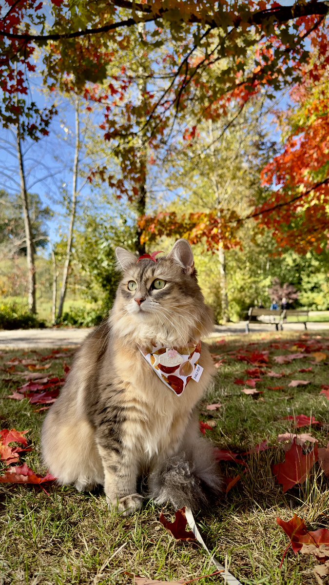 Autumn comes 🍁 
秋日和🍁

#サイベリアンフォレストキャット #サイベリアン #秋日和 #秋色 #紅葉 #猫好きさんと繋がりたい #autumn2023 #AutumnLeaves #siberiancat #CatsOfX #photograghy #catphoto