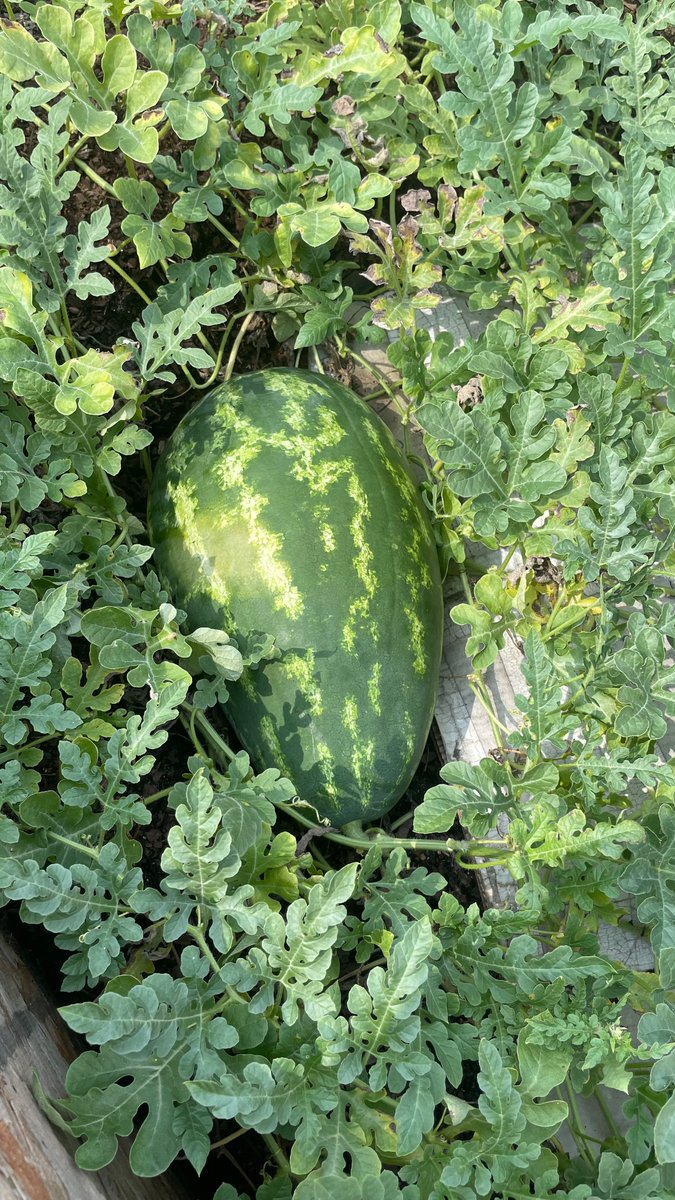 MsTownsend77's tweet photo. Yesterday was a grand day to harvest our watermelon. Special thx goes to the @HinesCaldwellES teachers,  administrators, students, as well as @HISDNutrition for their support of our school garden club. https://t.co/V3Jnr11gcf