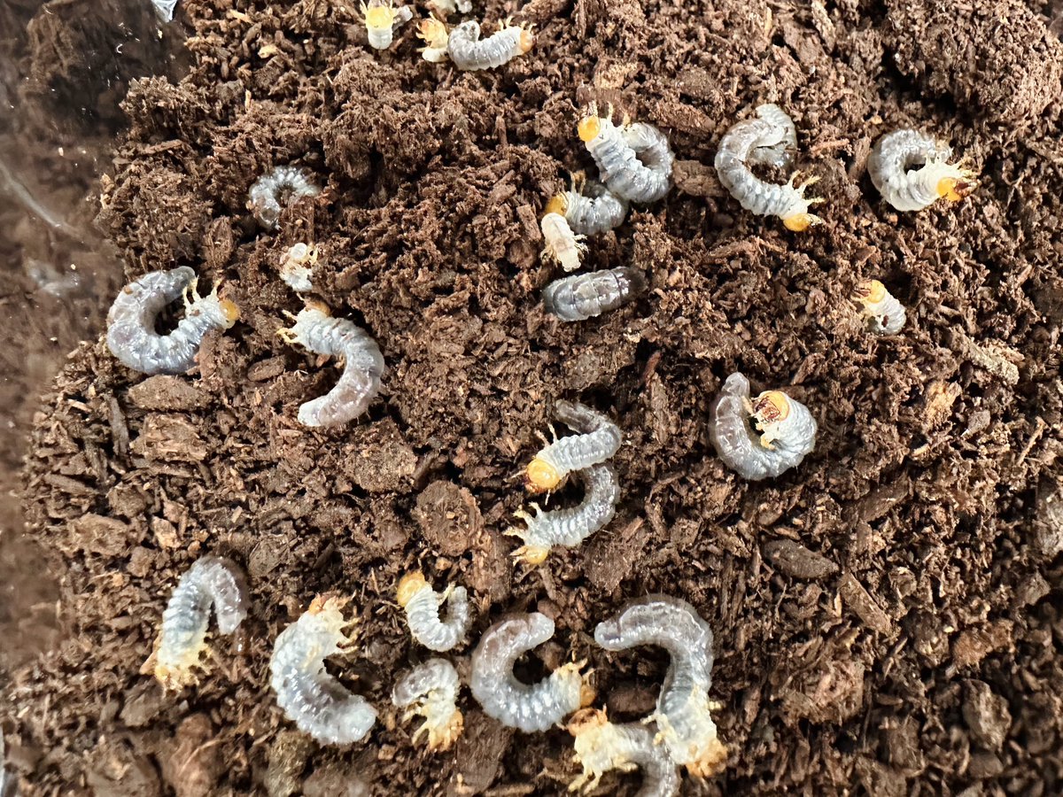 去年採集したミヤマクワガタから孵化した幼虫たちが、無事成虫になり