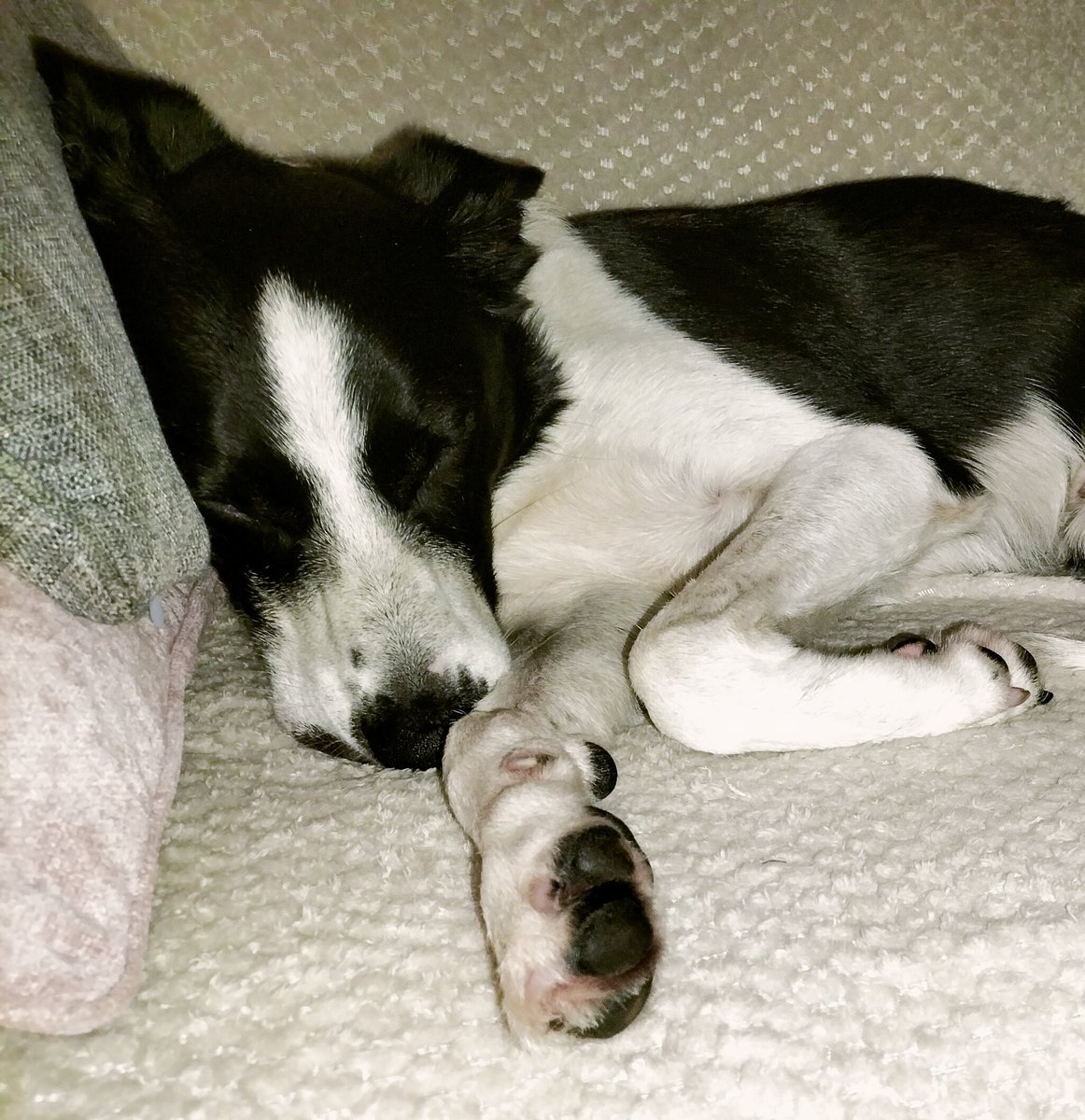 cusco_the's tweet photo. Snoozing for real.. #bordercollie #dogs https://t.co/iI3ZTlBHtb