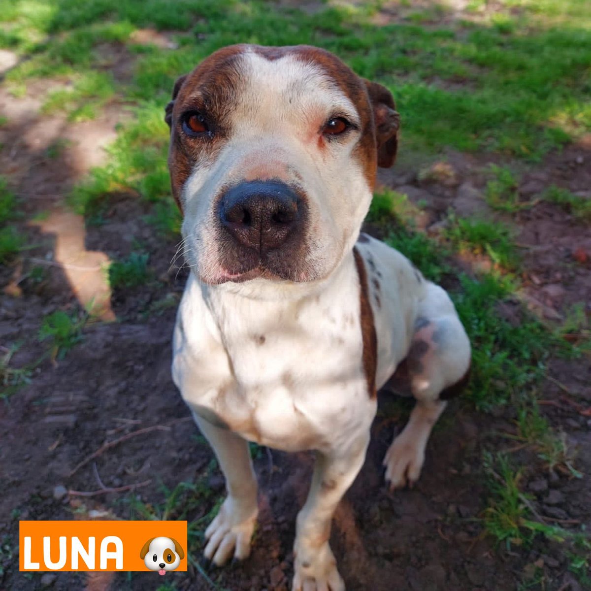 ayudandoaaprani's tweet photo. 😢 Luna, una más de los 45 perros rescatados de jaulas de zoonosis…. 

Estos son parte del staff casi permanentemente de Aprani, decimos casi para no ser pesimistas pero las adopciones de perros adultos son casi nulas! 

Estamos juntando dinero para pagar el alimento del mes ++ https://t.co/tU0tk7SjiV