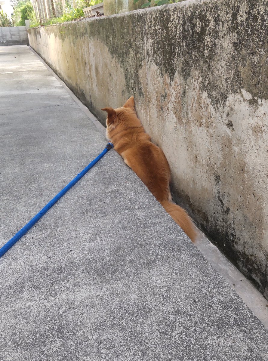 久米島スポーツ アクティブ tweet media