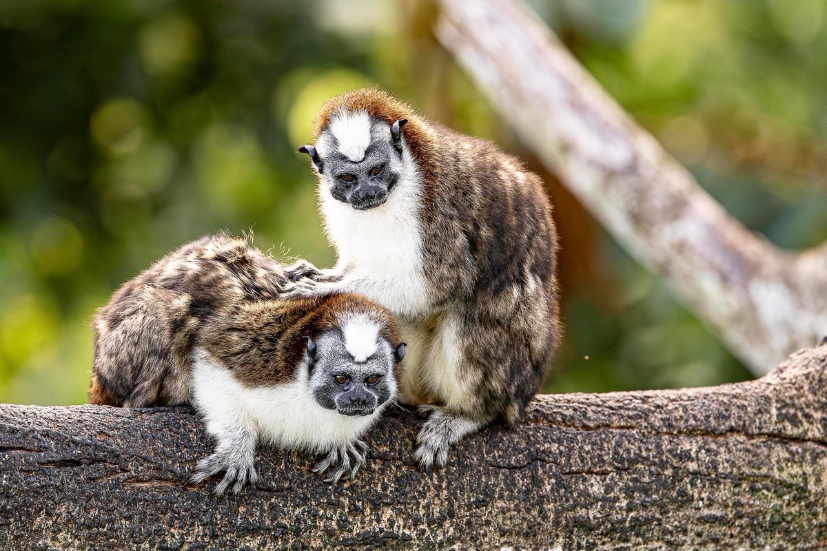 Joe Watts tweet media