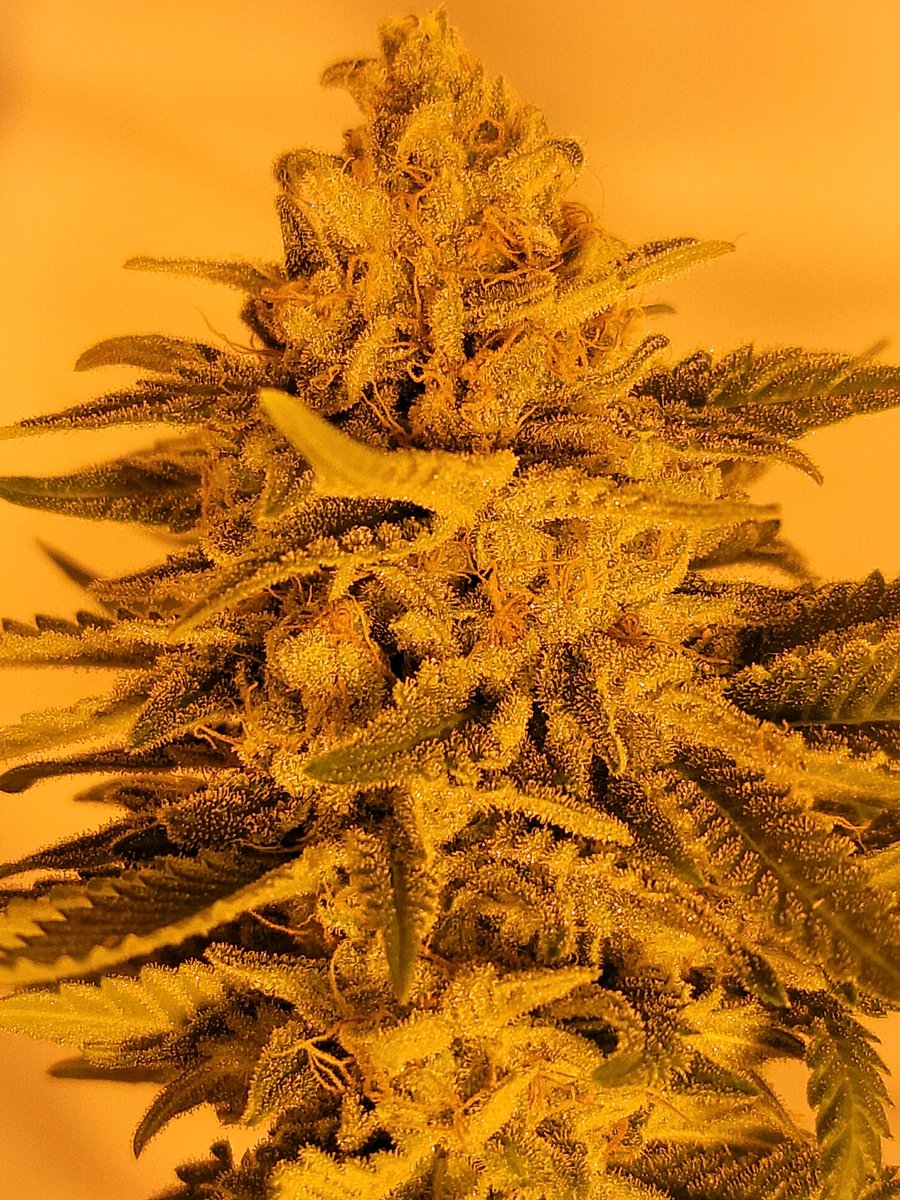 THC4U2C's tweet image. The magic that keeps my nerves calm when I'm surrounded by toxic behavior.