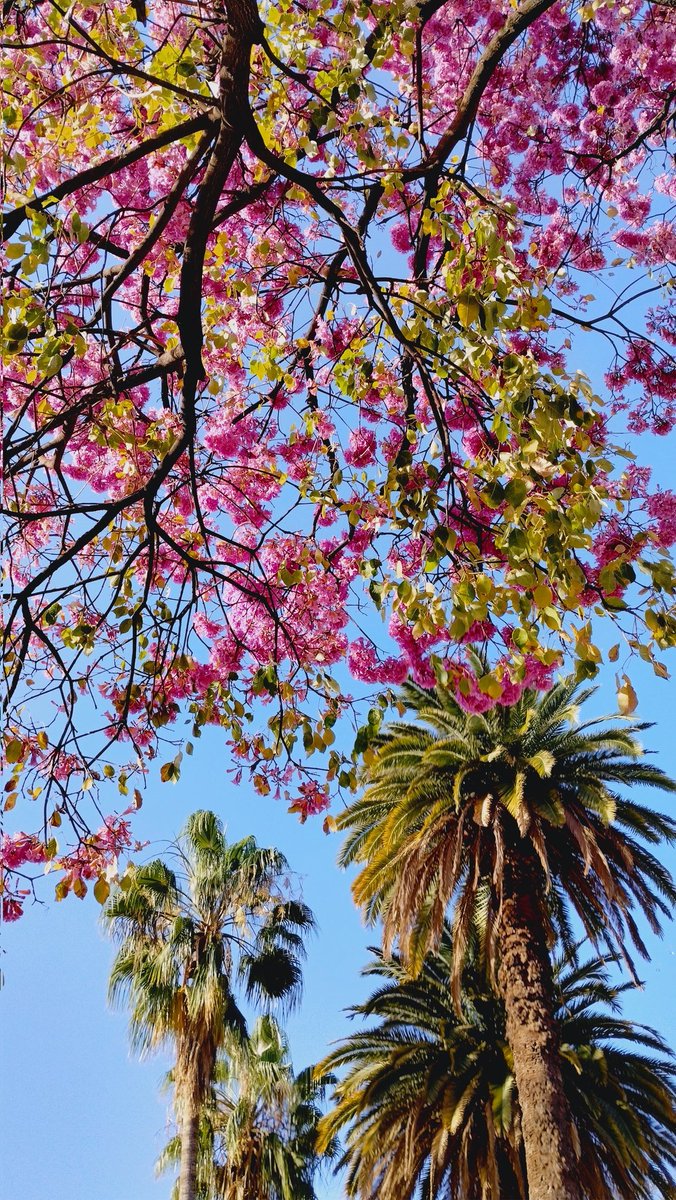 Mcdag_'s tweet photo. Un 🤏 más de la belleza de la docta en primavera🌸🩷 https://t.co/Sy84ng19yr