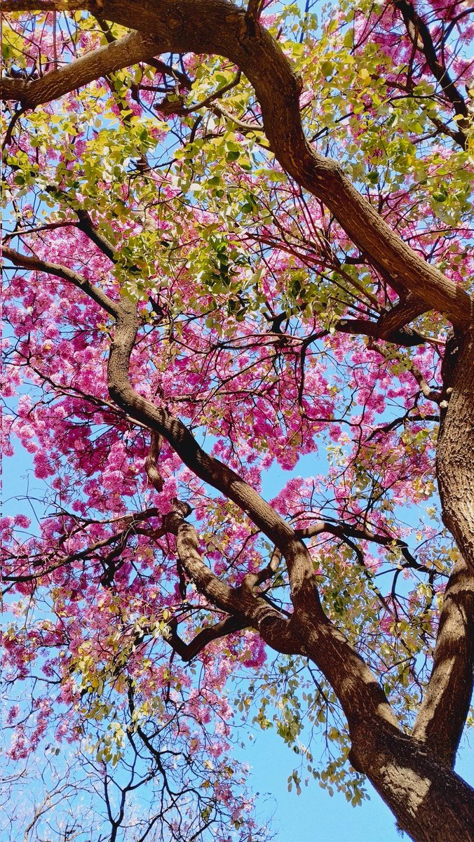 Mcdag_'s tweet photo. Un 🤏 más de la belleza de la docta en primavera🌸🩷 https://t.co/Sy84ng19yr