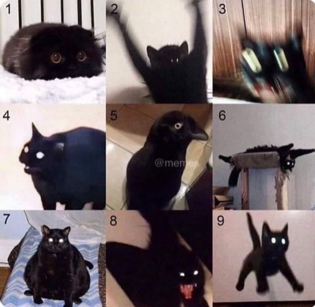 Which cat are you today?