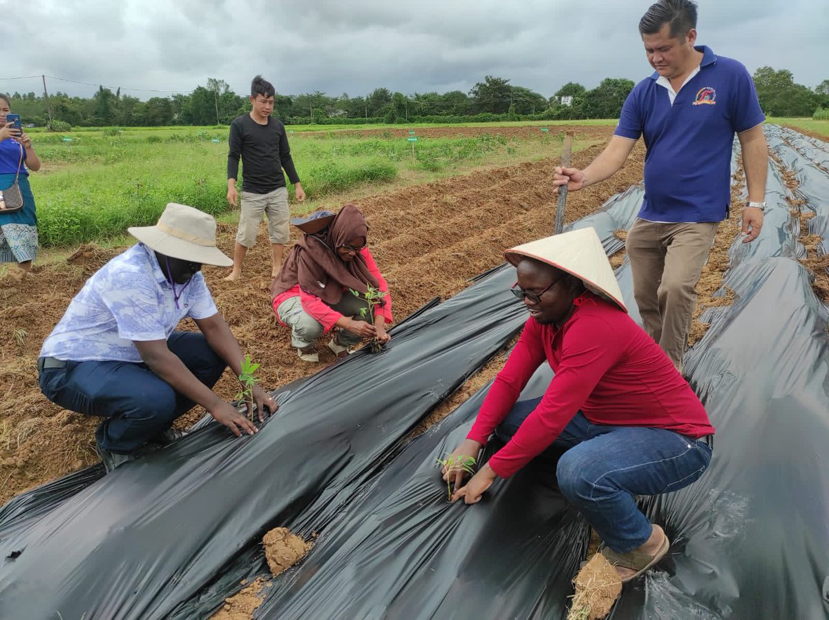 CassavaDiseaseSolutionsAsia (@cassdiseaseasia) on Twitter photo Cross continental #knowledgesharing.
#FutureSeeds at #NAFRI Laos 🇱🇦 supported by <a href="/ACIARAustralia/">ACIAR</a> 🇦🇺
supporting training in <a href="/BiovIntCIAT_eng/">Alliance of Bioversity International and CIAT</a> tunnel rapid multiplication 🇨🇴 of #cassava
with friends from 🇺🇬 🇲🇼 🇹🇿 supported by @PROSSIVA_IITA <a href="/gatesfoundation/">Gates Foundation</a> Cross continental #knowledgesharing.
#FutureSeeds at #NAFRI Laos 🇱🇦 supported by <a href="/ACIARAustralia/">ACIAR</a> 🇦🇺
supporting training in <a href="/BiovIntCIAT_eng/">Alliance of Bioversity International and CIAT</a> tunnel rapid multiplication 🇨🇴 of #cassava
with friends from 🇺🇬 🇲🇼 🇹🇿 supported by @PROSSIVA_IITA <a href="/gatesfoundation/">Gates Foundation</a>