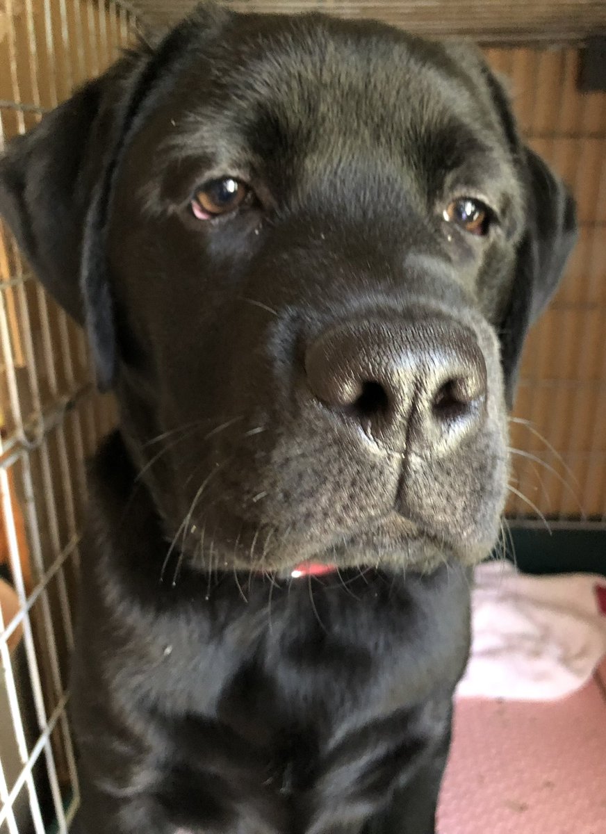 hanapechasanta's tweet photo. コイヌ（台風14号）が来るらしいから、サンタのコイヌ時代おいておきます

犬種問わず、みんなの台風14号時代（コイヌ時代）も貼ってくれるとうれしいです😆

大きな被害がでませんように🙏 https://t.co/2vl1OuEW3I
