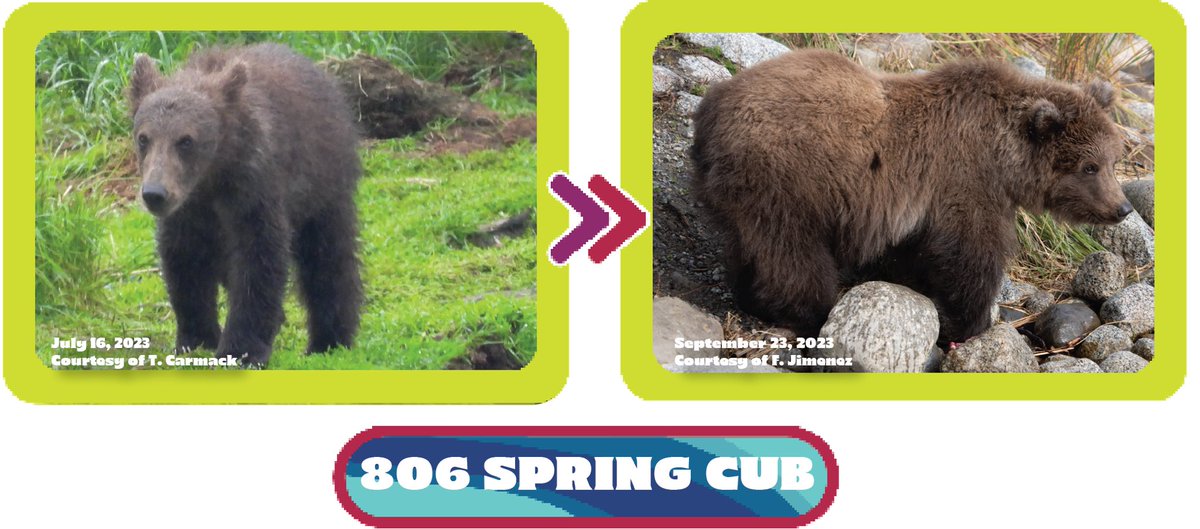 There’s a chungus among us. 806’s spring cub takes the Fat Bear Week Jr crown. #FatBearWeek