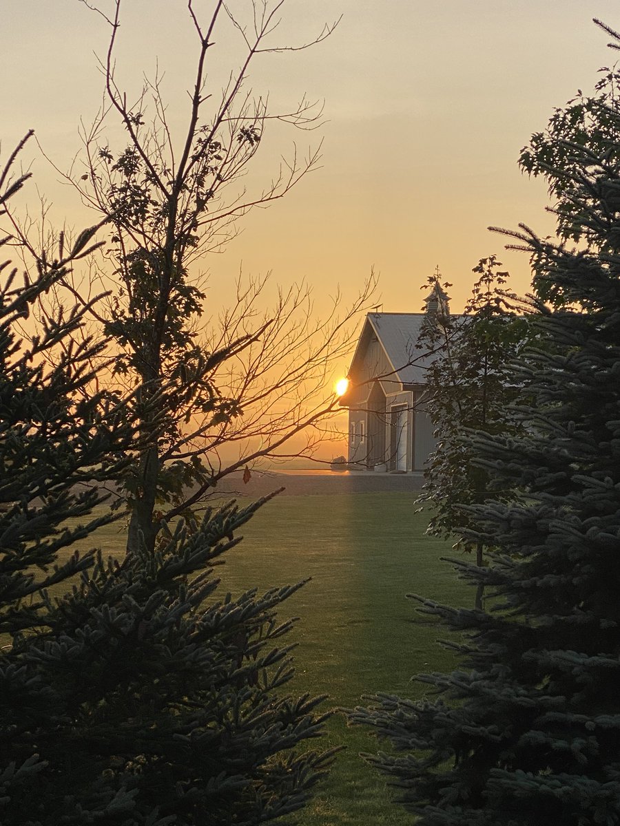 This mornings view on the way back from the barn. #ontariochicken