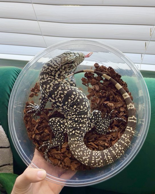 new member of the family just dropped :D  help me name him something stupid https://t.co/WyNqyuWEdO