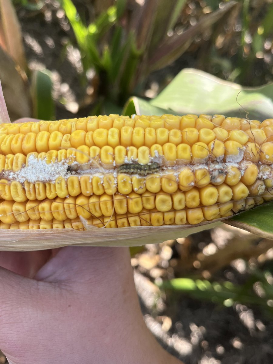 LeoHoiten's tweet photo. Found a little corn ear worm while doing some scouting before the combines roll. #harvest23 https://t.co/minSZw45ZL