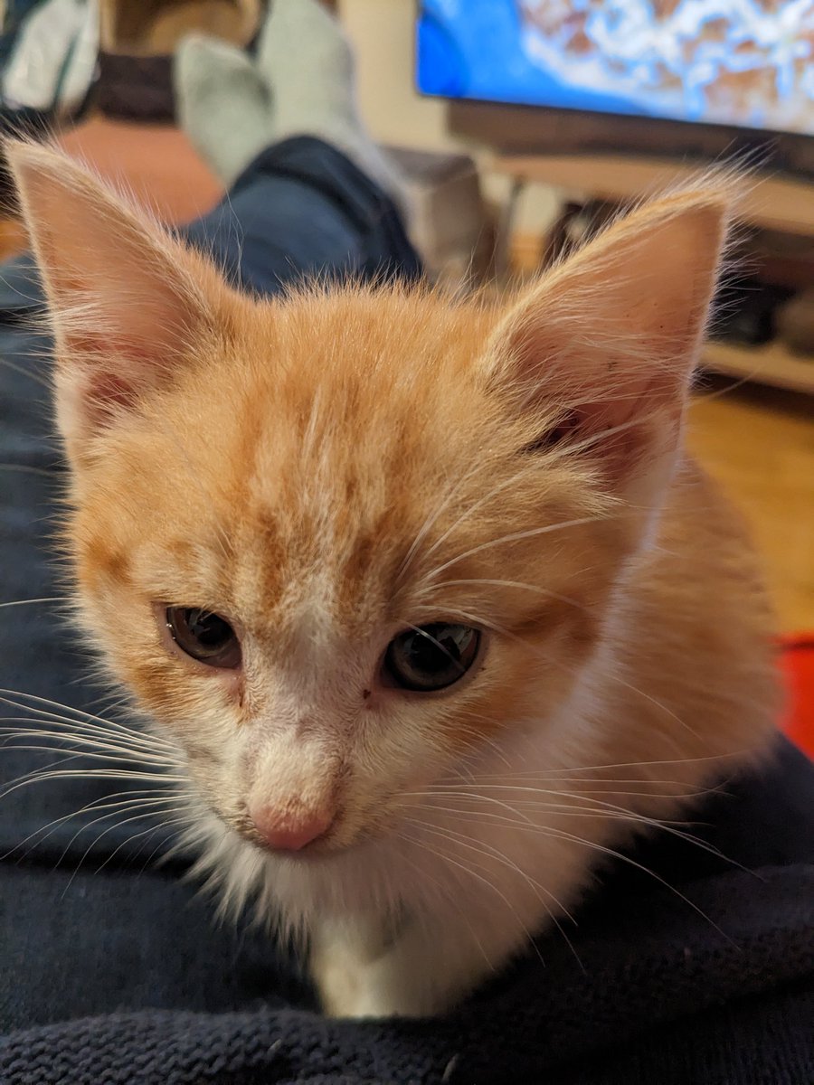 sallyannsbags's tweet photo. Do it!! We found #Fergal 10 days ago on the R474 in Miltown Malbay. He has brought unbounded joy to our lives #rescuekitten #adoptned https://t.co/Ytt6CuO56h
