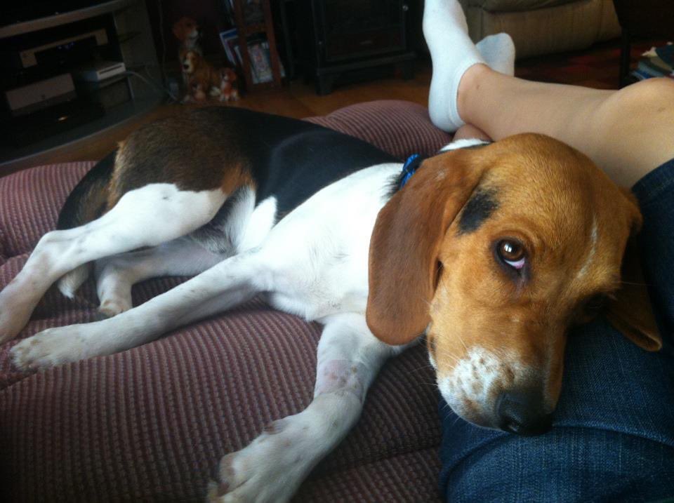 SammyBeagle2012's tweet photo. 11 years ago today, my family brought me home. I spent 10 1/2 amazing years with them before going over the 🌈. I miss my family &amp; I know they miss me, but I hope they know I’m watching over them. #gotchaday #beagle #beaglesoftwitter https://t.co/52dHURIwSq