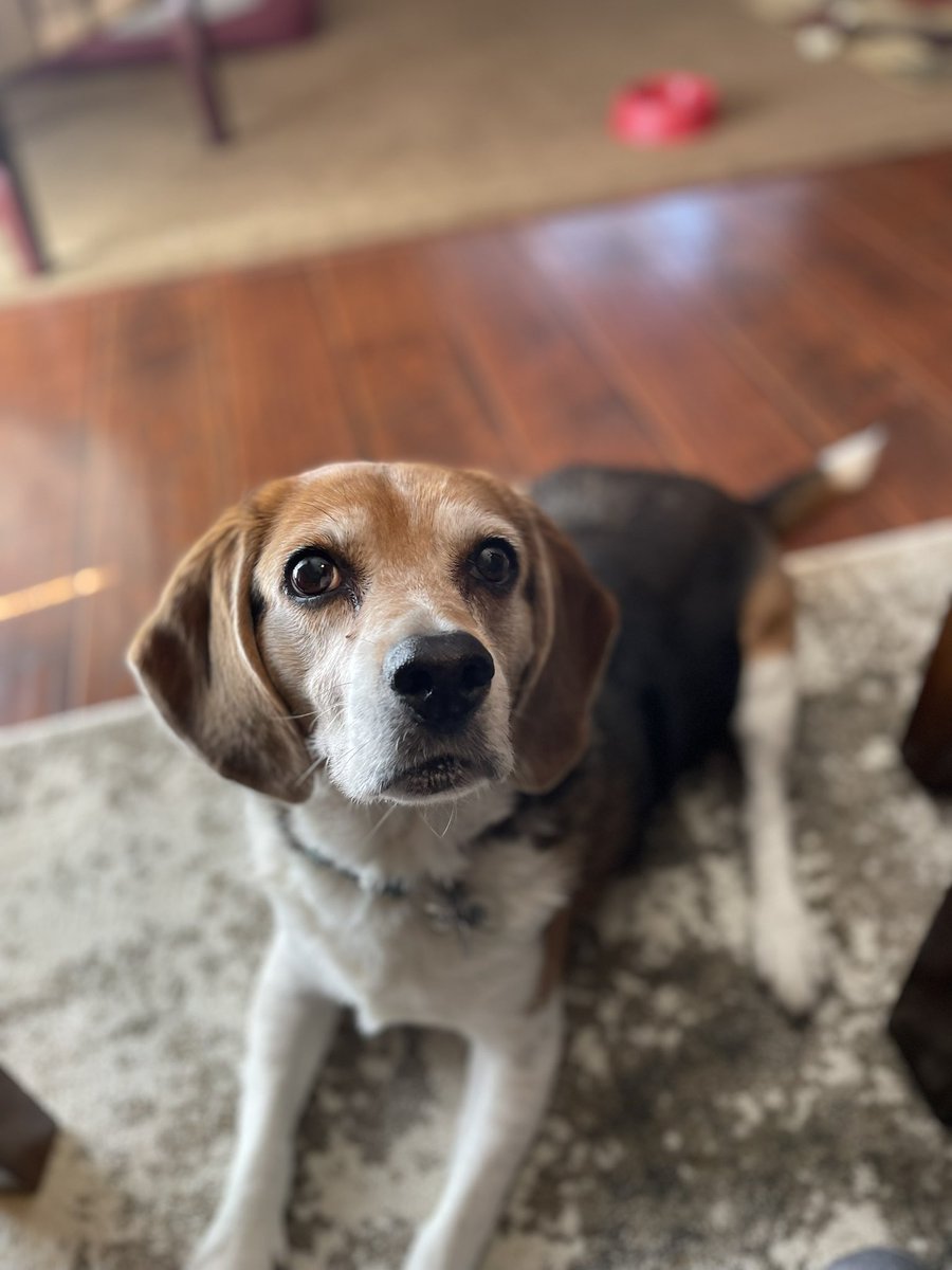 SammyBeagle2012's tweet photo. 11 years ago today, my family brought me home. I spent 10 1/2 amazing years with them before going over the 🌈. I miss my family &amp; I know they miss me, but I hope they know I’m watching over them. #gotchaday #beagle #beaglesoftwitter https://t.co/52dHURIwSq