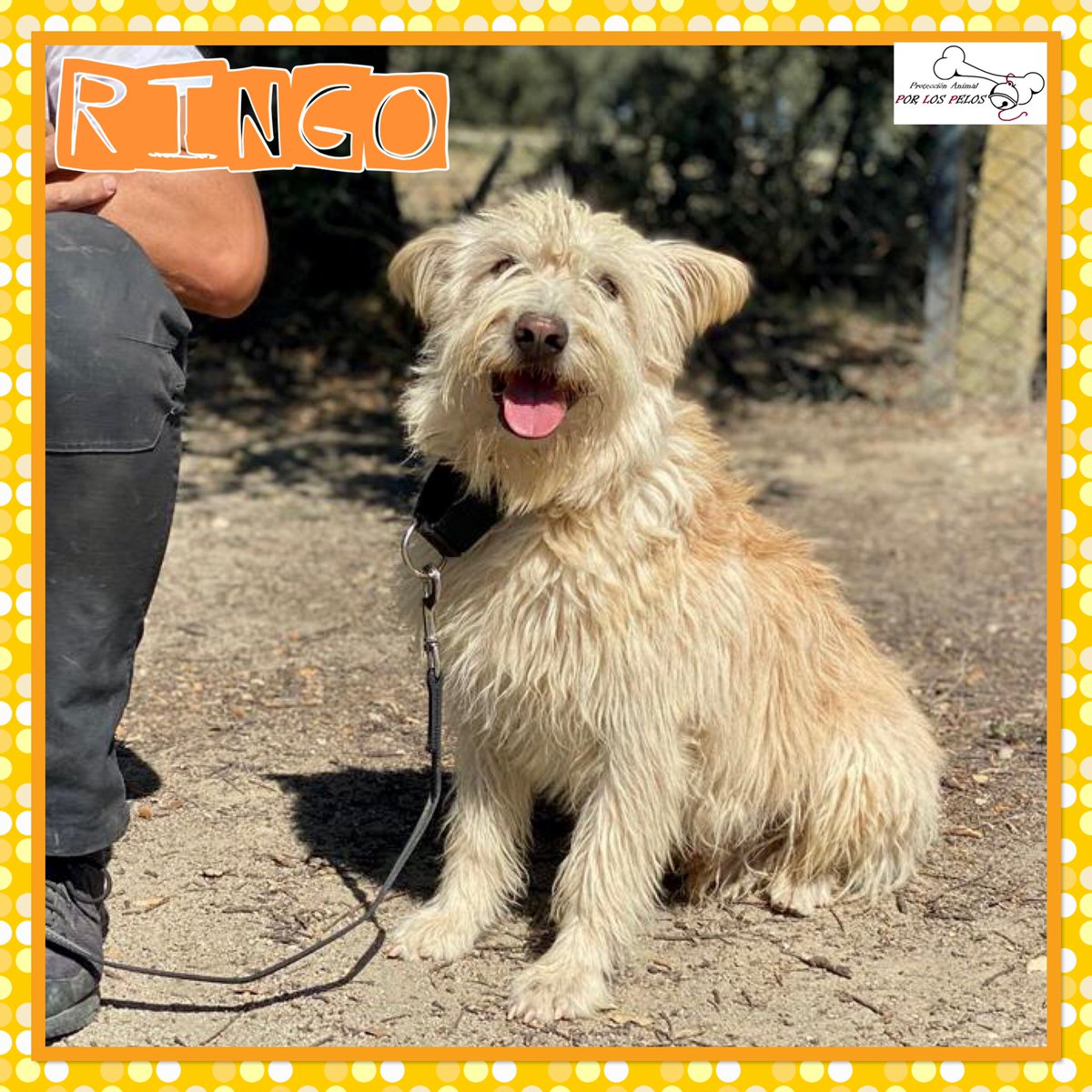 PerreraToledo's tweet photo. 🐶RINGO🐶 precioso #carea 3añitos necesita URGENTEMENTE #acogida #adopcion para salir de la perrera. Tenía un hogar pero fue abandonado de un día para otro. Lo está pasando muy mal por el encierro. Muy cariñoso, activo y juguetón 👉https://t.co/B69teNYNlG https://t.co/HBZMnbTxpo
