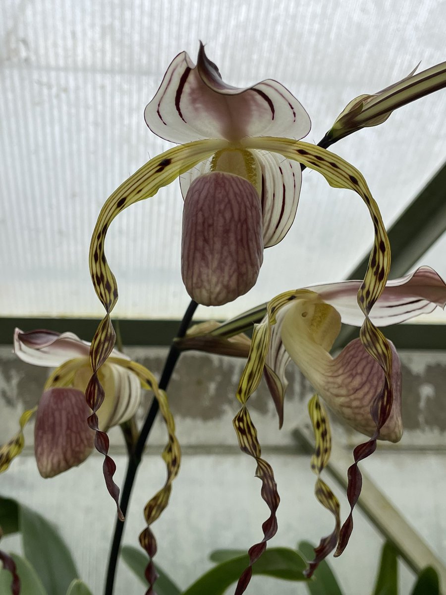 eliteorchids's tweet photo. Paphiopedilum stonei ‘Prince’ x ‘TN Queen’ pleased with 4 flowers. #paphiopedilum #eliteorchids #orchids #orchidee #plantsmakepeoplehappy #orchidsofinstagram #orchideen #paphiopedilumspecies https://t.co/ymKXfK9pOK