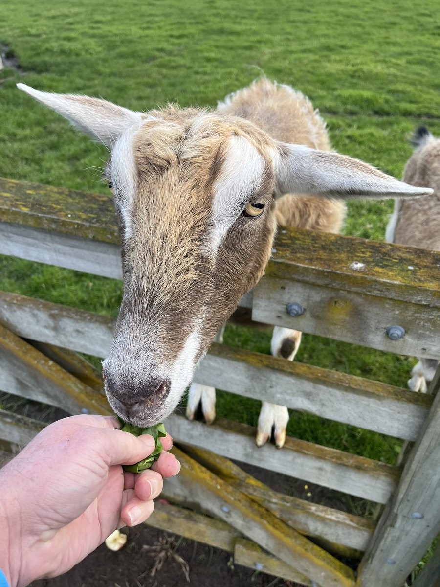 Just feeding my fav goats