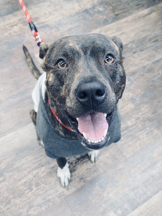 Pretty sure lives up to her name 😍 🐶!
#cutecustomeralert #pretty #prettydog #beautifuldog #doglife #yegdogs #yeg #edmonton #happydog #localpetstore #petvalu #saturdayvibes #loveliveshere ❤️ 🐾 #dogsofx